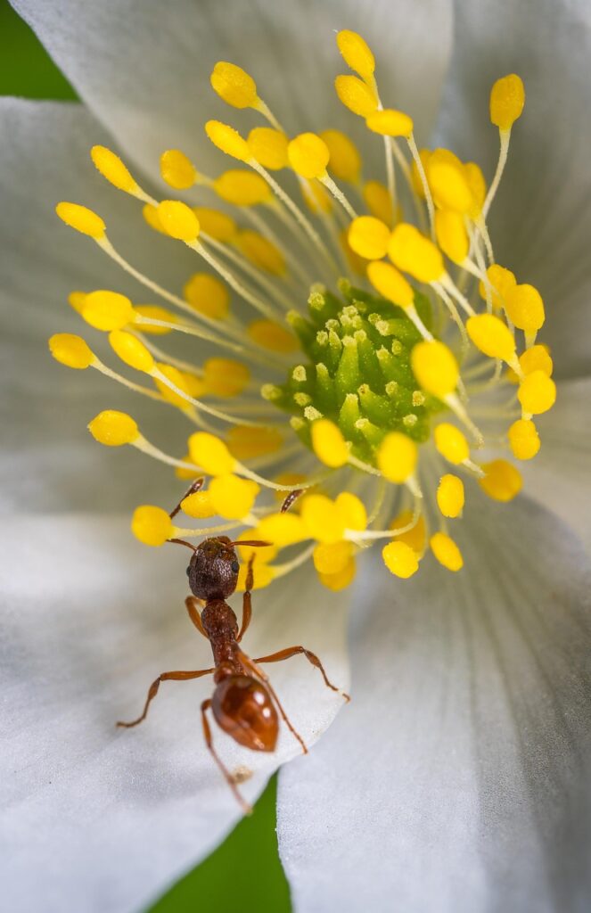 insect, macro, beautiful flowers, red ant, flower wallpaper, flower background, ant, nature, flower